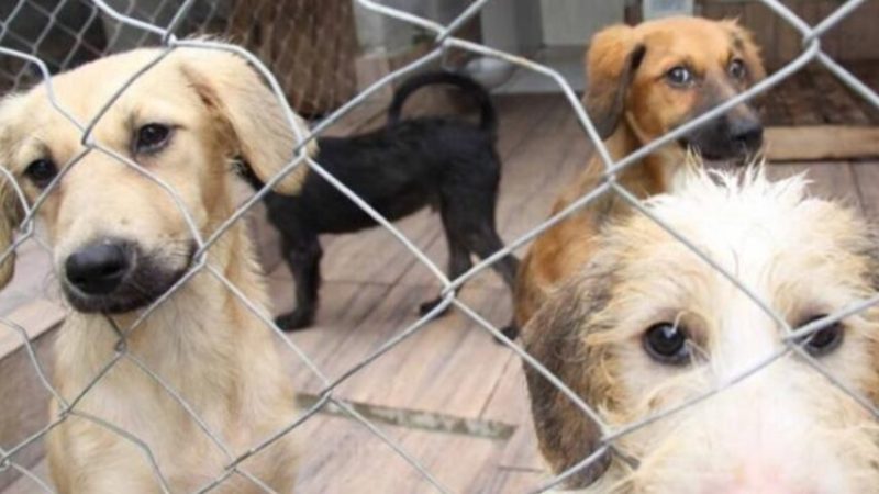 Câmara aprova apoio a entidades de defesa dos animais