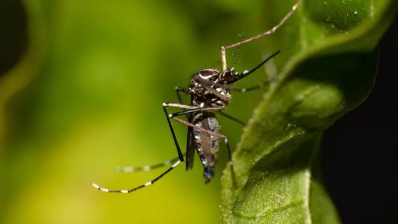 Casos confirmados de dengue no RN crescem 192% em 2022