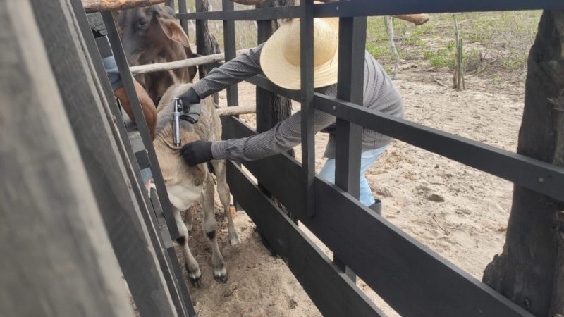 Campanha de vacinação contra febre aftosa começa neste domingo (1°) no RN