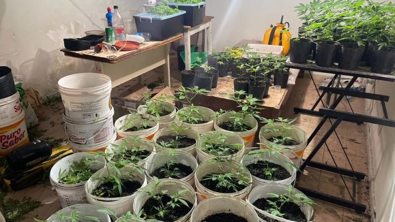 Polícia encontra ‘laboratório’ com cerca de 300 pés de maconha e prende cinco pessoas na Zona Sul de Natal