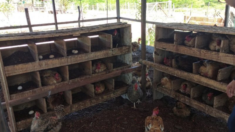 Produção avícola recebe monitoramento da Secretaria Municipal de Agricultura