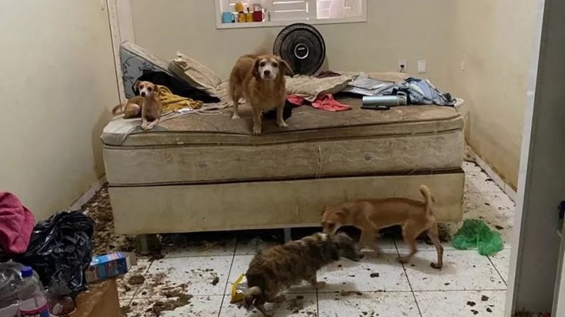 MP denuncia psicóloga por abandono de filho adolescente e maus-tratos de 22 cachorros em Mossoró