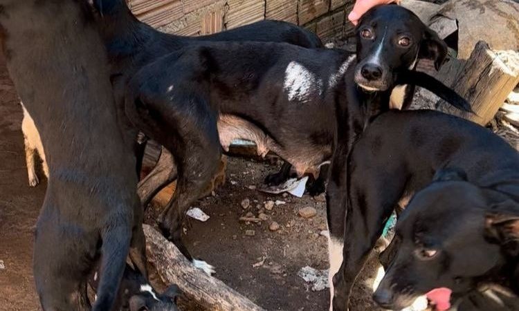 Homem é preso por maus tratos contra animais em Mossoró