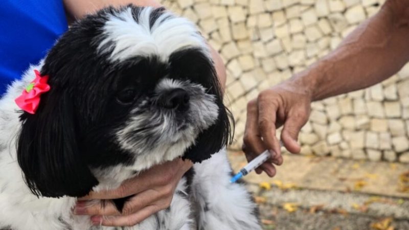 Mossoró terá pontos de vacinação antirrábica no final de semana