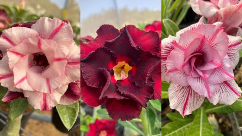 Feira de Plantas Ornamentais traz beleza e diversidade ao Partage Mossoró
