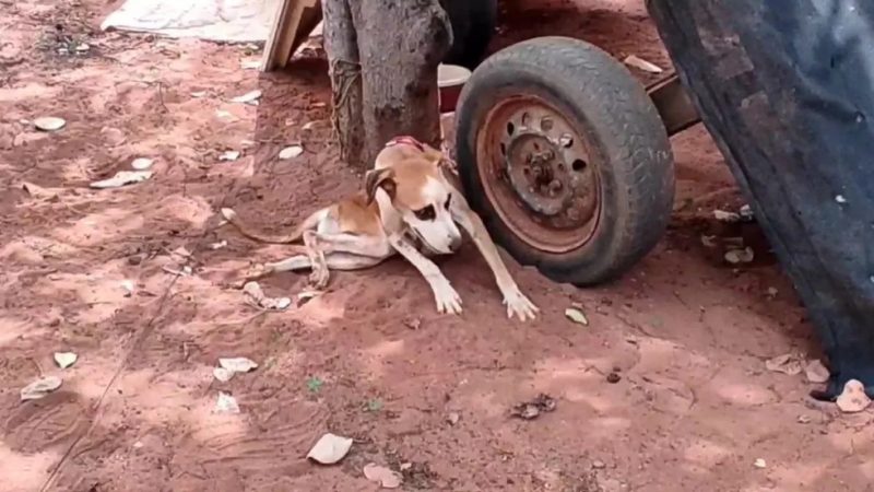 Zona rural de Mossoró vive ‘surto’ de cinomose e ‘dezenas’ de cães morrem com a doença, diz Secretaria de Saúde