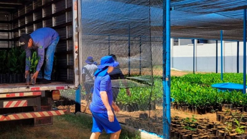 Ressocialização de apenados fortalece a cajucultura com projetos no Oeste Potiguar