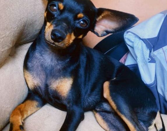 Cães e gatos podem pegar dengue? Veterinário explica importância de manter pets longe do mosquito Aedes Aegypti