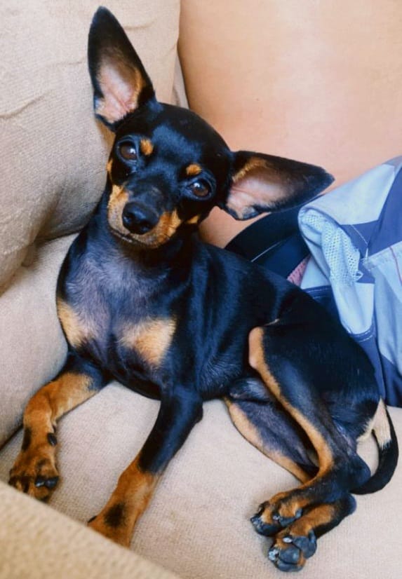 Cães e gatos podem pegar dengue? Veterinário explica importância de manter pets longe do mosquito Aedes Aegypti