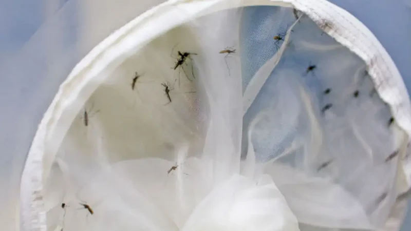 Brasil tem 391 mortes por dengue