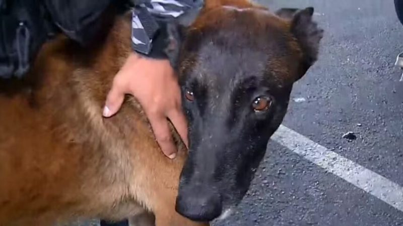 Cão farejador de Mato Grosso chega ao RN para auxiliar nas buscas por fugitivos