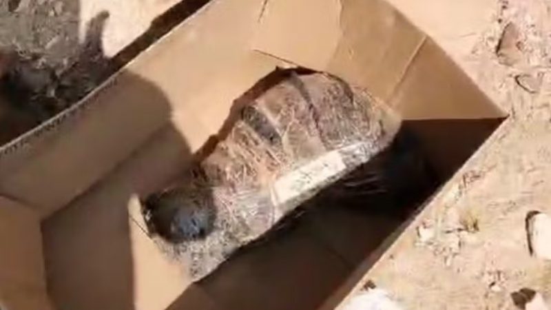 Gato morto é confundido com perna humana e mobiliza policiais e peritos em Mossoró