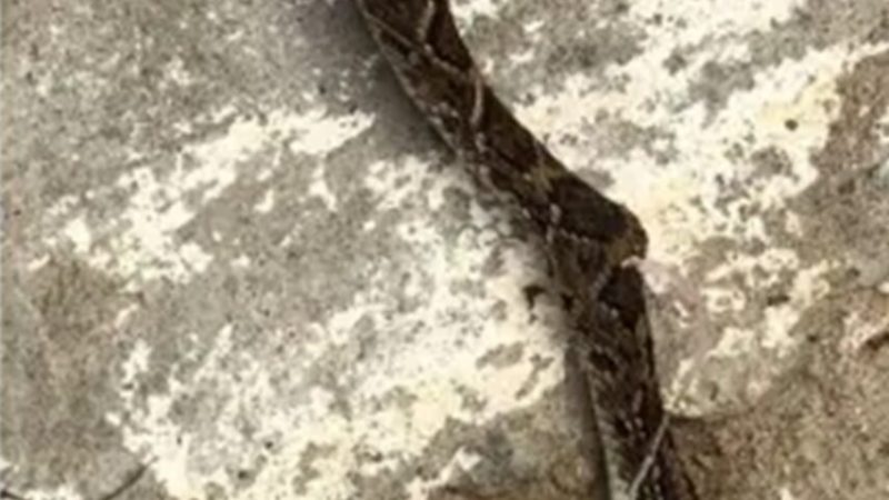 Menino de 4 anos morre após picada de cobra-cascavel no interior do RN