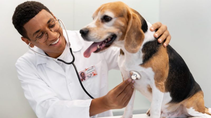 Graduação em Medicina Veterinária chega ao Seridó e vai beneficiar o mercado local