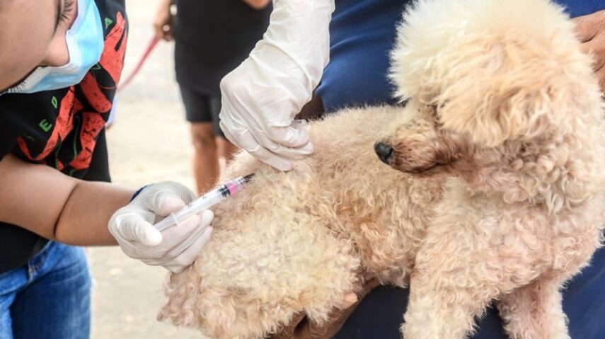 Campanha de vacinação antirrábica começa sexta (1º) em Mossoró