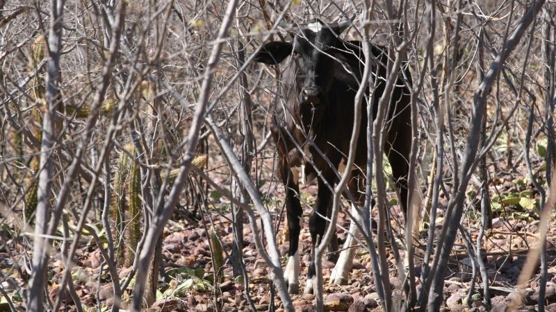 Governo Federal reconhece emergência em 65 municípios potiguares