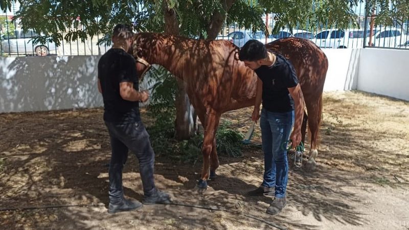 UnP leva suporte veterinário para tradicional Cavalgada da Luz em Mossoró