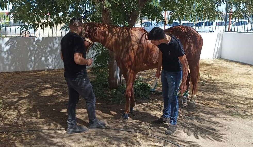 UnP leva suporte veterinário para tradicional Cavalgada da Luz em Mossoró