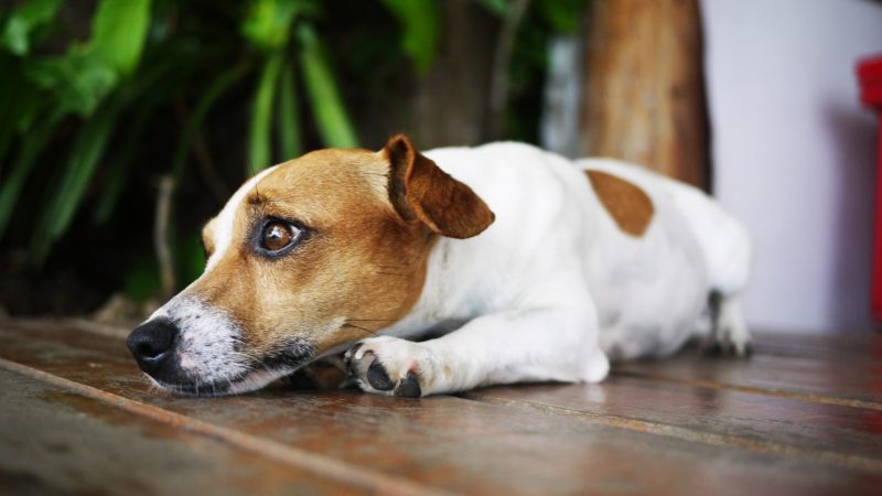 Maus-tratos a animais nem sempre aparecem como feridas, alerta médica-veterinária