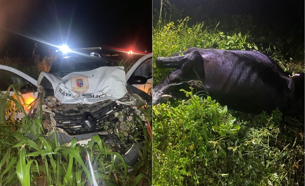 Viatura da PM atinge vaca e sai da pista na BR-405 no RN