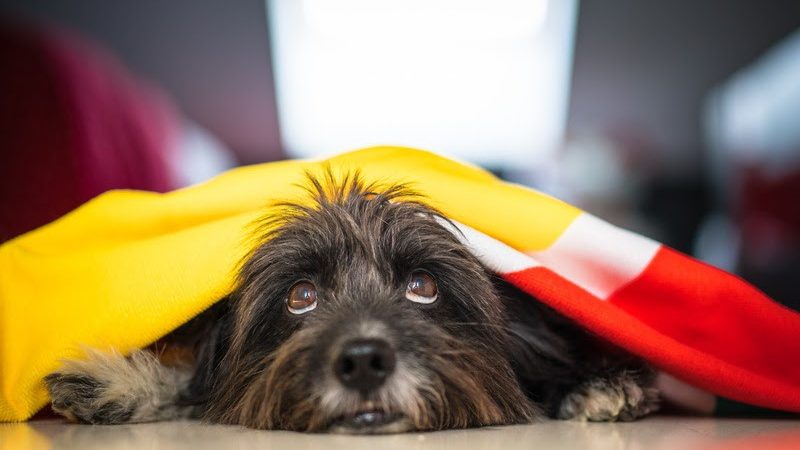 Copa do Mundo e festas juninas exigem atenção redobrada com os petsSegundo médica-veterinária da UnP, período pode causar ansiedade e aumentar fugas de cães e gatos