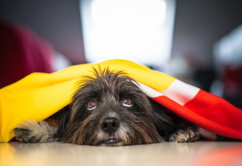 Copa do Mundo e festas juninas exigem atenção redobrada com os petsSegundo médica-veterinária da UnP, período pode causar ansiedade e aumentar fugas de cães e gatos