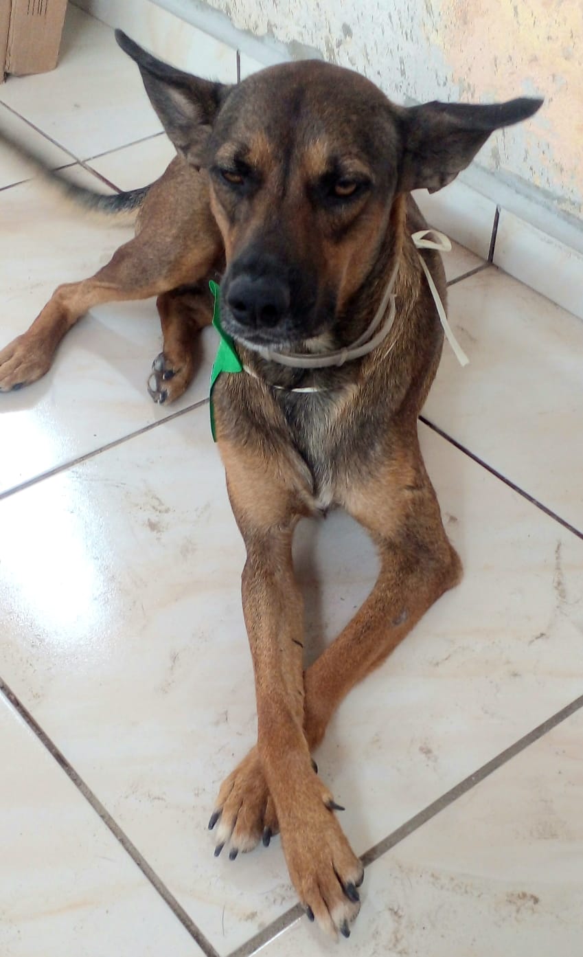 Ufersa abre inscrições para castração gratuita de 50 cães machos nesta sexta-feira (31)