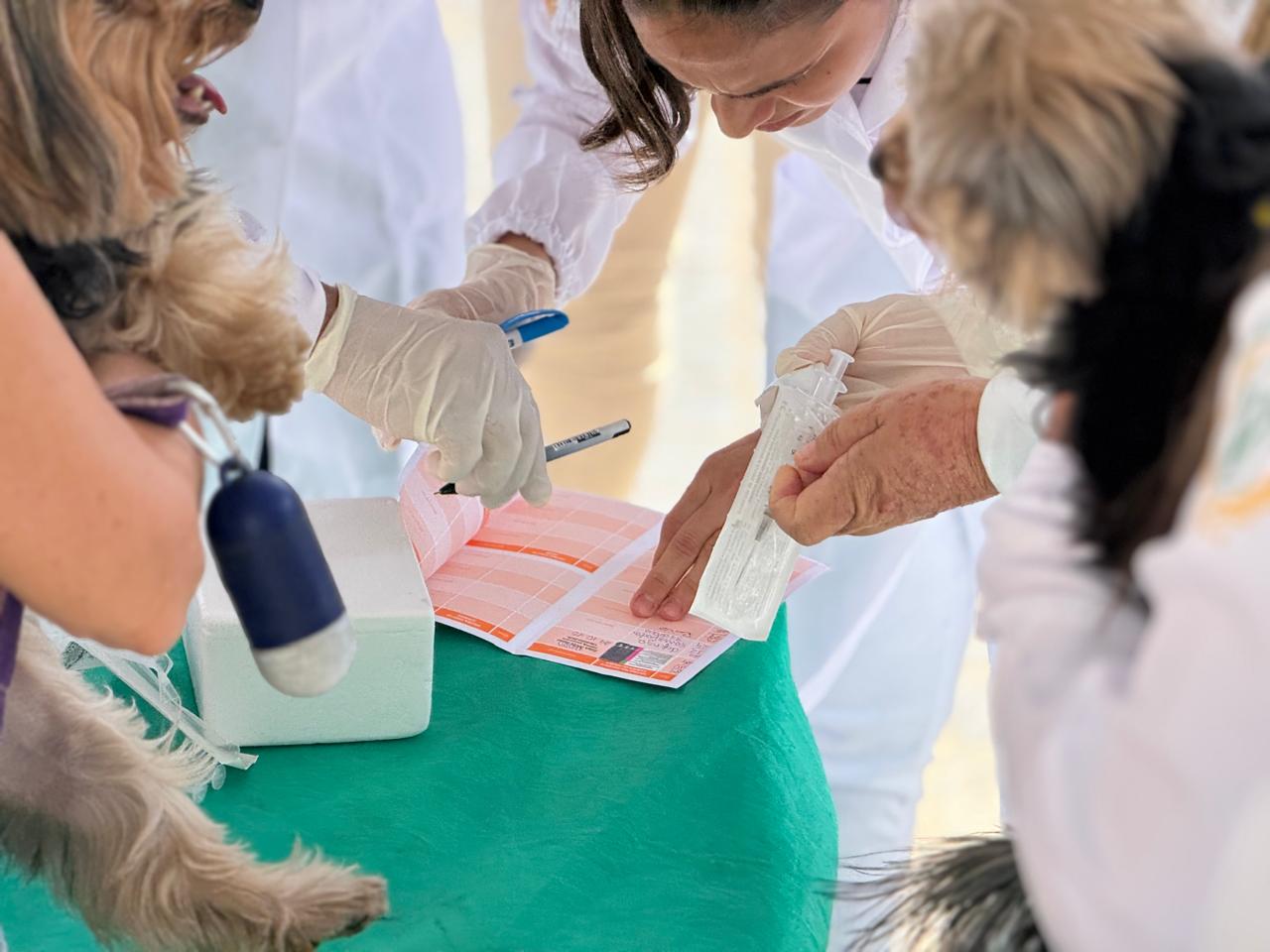Centro Médico Veterinário da UnP é ponto de vacinação antirrábica